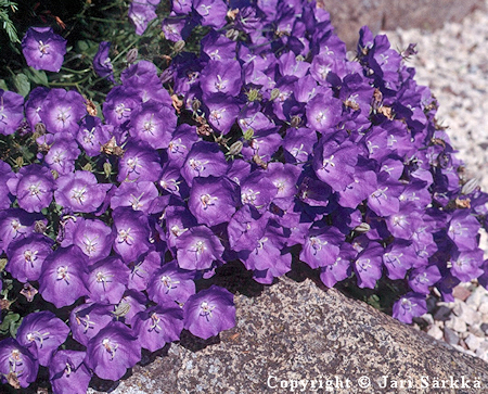 Campanula carpatica 'Blaue Clips', karpaattienkello